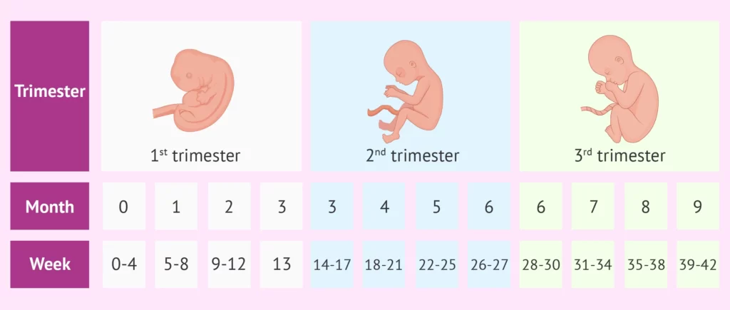 Nutrisi Ibu Hamil perlu diperhatikan pada trimester pertama. Sumber Invitra