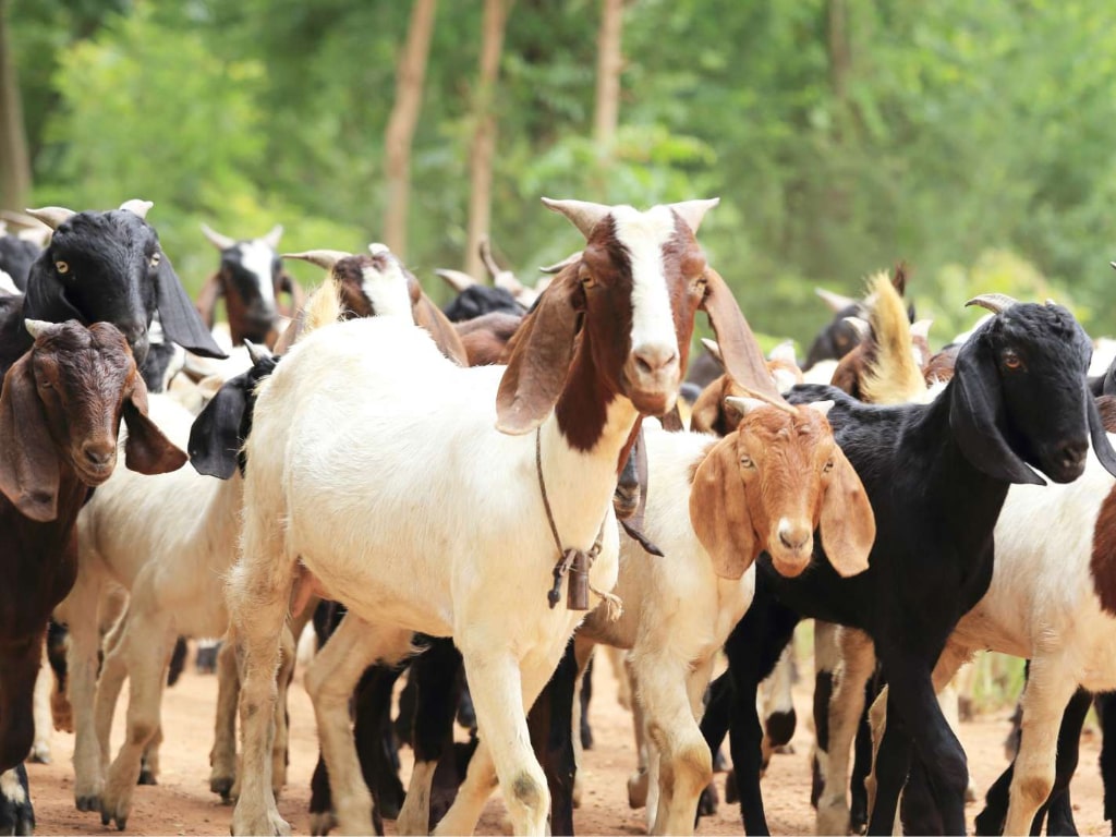 Penjelasan Tentang Umur Kambing Aqiqah. Sumber Tagar
