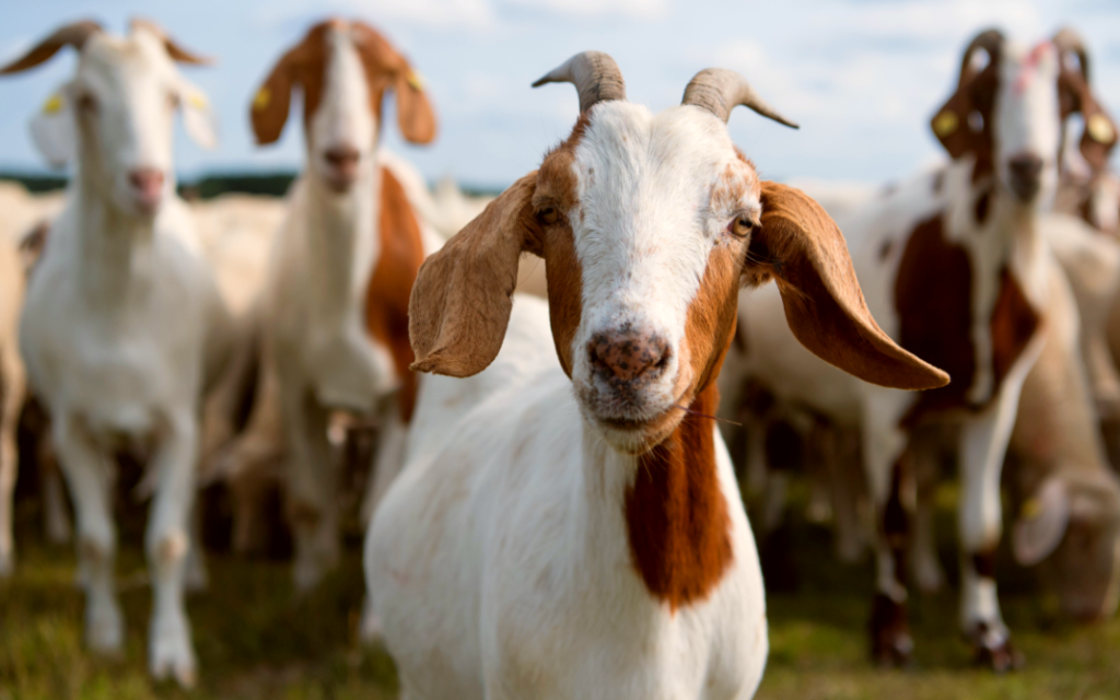 Umur kambing untuk aqiqah anak sama dengan ketentuan umur hewan kurban, minimal 1 tahun. Sumber Amimykitchen